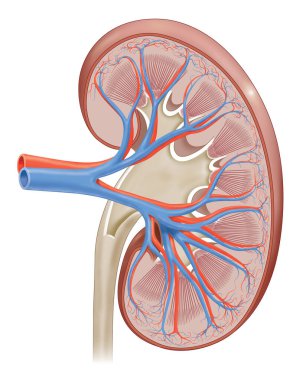 medical illustration for the cross-section of human kidney clipart
