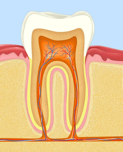 Ilustração Anatomia Dente Humano — Fotografia de Stock