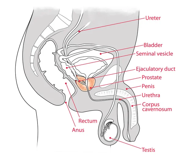 Medizinische Illustration Für Den Querschnitt Des Männlichen Harnsystems — Stockfoto