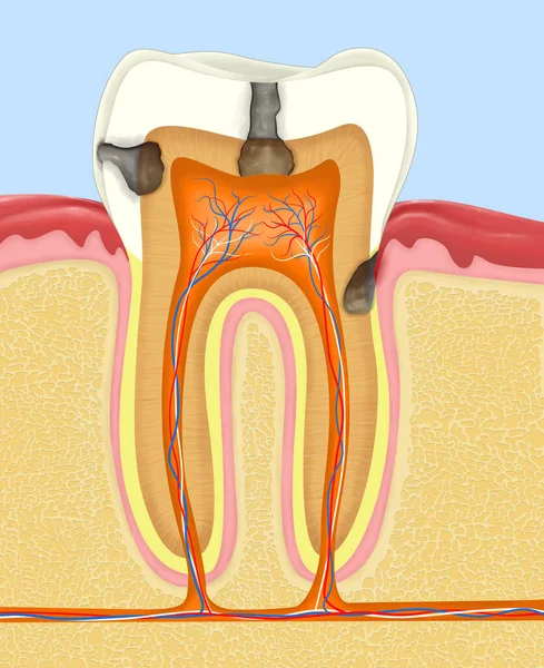 Ілюстрація Анатомії Людського Зуба — стокове фото