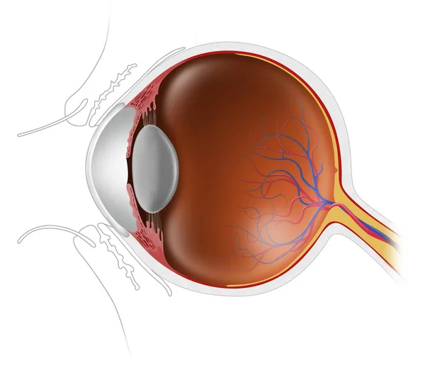 Ilustración Anatomía Del Ojo Humano — Foto de Stock