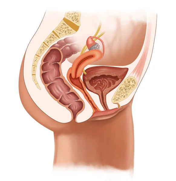Медицинская Иллюстрация Поперечного Сечения Женской Репродуктивной Системы — стоковое фото