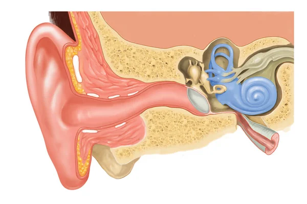Την Εσωτερική Δομή Του Ανθρώπινου Αυτιού — Φωτογραφία Αρχείου