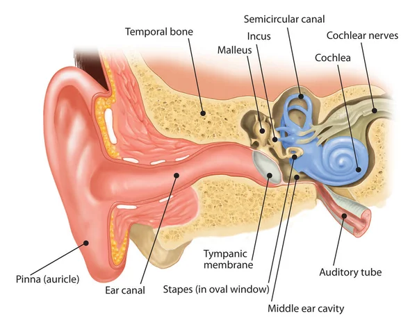 Internal Structure Human Ear — Stock Photo, Image