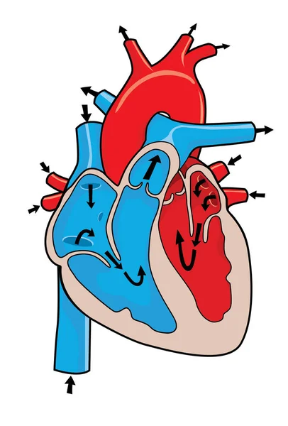 Medical Illustration How Human Heart Works — Vettoriale Stock