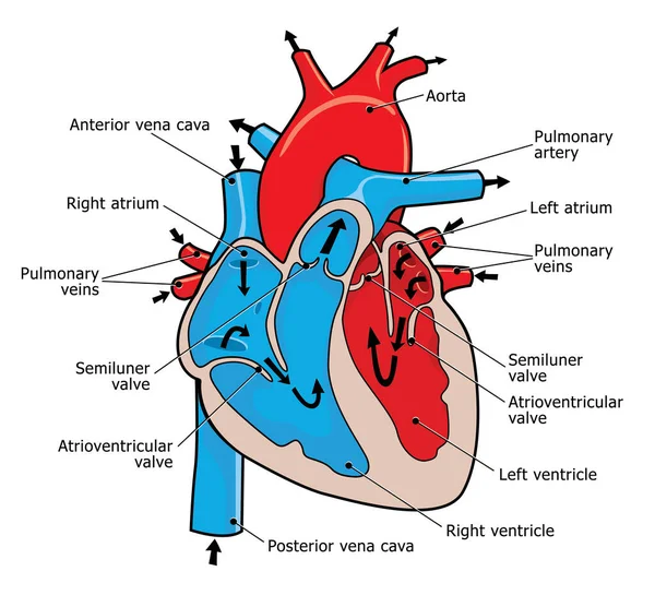 101 heart valves vector images depositphotos