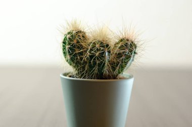 Mikro kaplarda küçük kaktüslerin fotoğraf koleksiyonu. Koleksiyonda üç farklı kaktüs türü görülebilir.