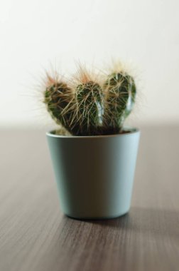 Mikro kaplarda küçük kaktüslerin fotoğraf koleksiyonu. Koleksiyonda üç farklı kaktüs türü görülebilir.