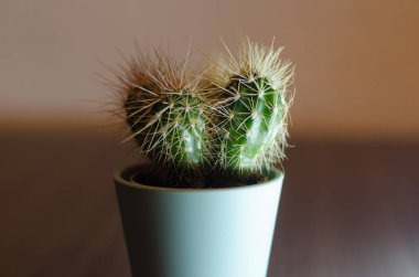 Mikro kaplarda küçük kaktüslerin fotoğraf koleksiyonu. Koleksiyonda üç farklı kaktüs türü görülebilir.