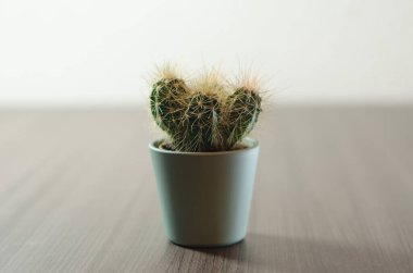 Mikro kaplarda küçük kaktüslerin fotoğraf koleksiyonu. Koleksiyonda üç farklı kaktüs türü görülebilir.