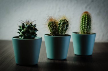 Mikro kaplarda küçük kaktüslerin fotoğraf koleksiyonu. Koleksiyonda üç farklı kaktüs türü görülebilir.