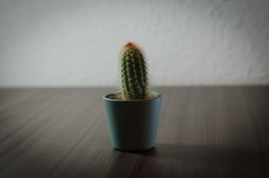 Mikro kaplarda küçük kaktüslerin fotoğraf koleksiyonu. Koleksiyonda üç farklı kaktüs türü görülebilir.