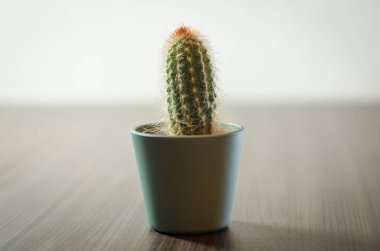 Mikro kaplarda küçük kaktüslerin fotoğraf koleksiyonu. Koleksiyonda üç farklı kaktüs türü görülebilir.