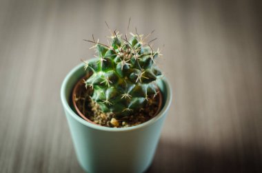 Mikro kaplarda küçük kaktüslerin fotoğraf koleksiyonu. Koleksiyonda üç farklı kaktüs türü görülebilir.
