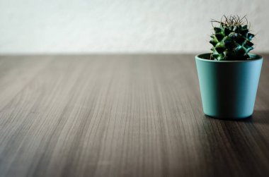 Mikro kaplarda küçük kaktüslerin fotoğraf koleksiyonu. Koleksiyonda üç farklı kaktüs türü görülebilir.