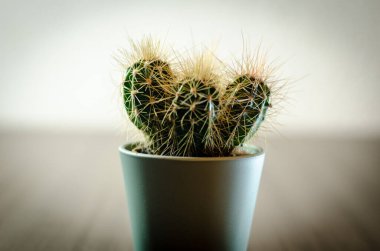 Mikro kaplarda küçük kaktüslerin fotoğraf koleksiyonu. Koleksiyonda üç farklı kaktüs türü görülebilir.