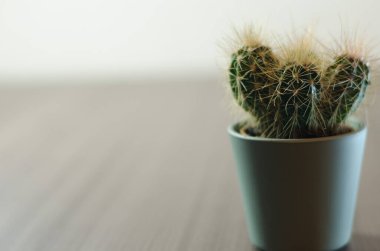 Mikro kaplarda küçük kaktüslerin fotoğraf koleksiyonu. Koleksiyonda üç farklı kaktüs türü görülebilir.