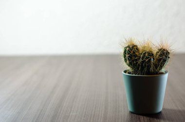 Mikro kaplarda küçük kaktüslerin fotoğraf koleksiyonu. Koleksiyonda üç farklı kaktüs türü görülebilir.