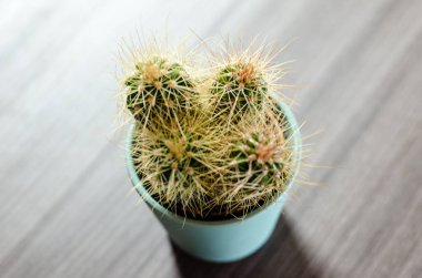 Mikro kaplarda küçük kaktüslerin fotoğraf koleksiyonu. Koleksiyonda üç farklı kaktüs türü görülebilir.