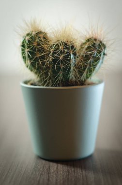 Mikro kaplarda küçük kaktüslerin fotoğraf koleksiyonu. Koleksiyonda üç farklı kaktüs türü görülebilir.