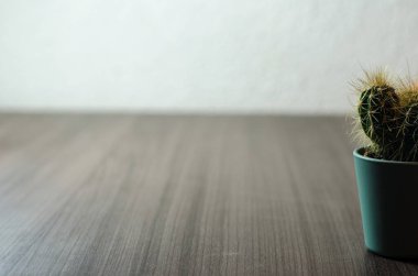 Mikro kaplarda küçük kaktüslerin fotoğraf koleksiyonu. Koleksiyonda üç farklı kaktüs türü görülebilir.