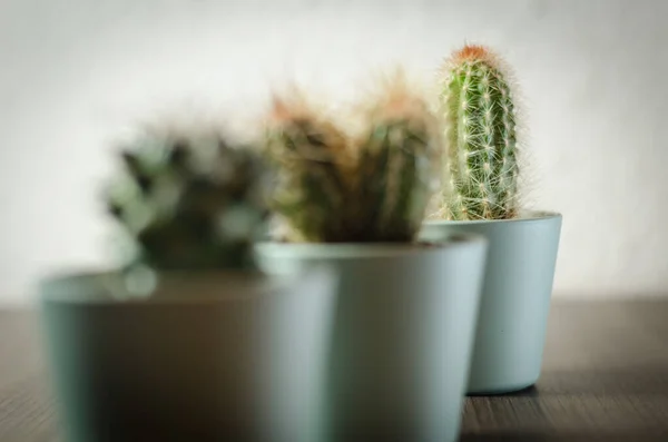 Collection of photographs of small cacti in micro pots. Three different types of cacti can be seen in the collection.