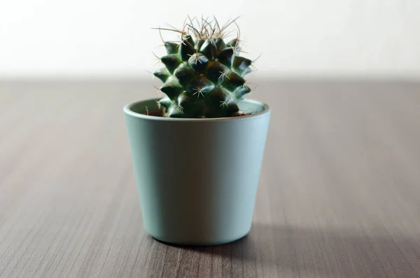 Collection of photographs of small cacti in micro pots. Three different types of cacti can be seen in the collection.
