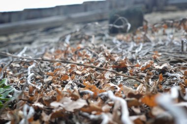 Eski bir ahşap ve taş evdeki tırmanma bitkilerinin resimleri. Farklı ışık ve gölge oyunları, renkler ve dokular görebilirsiniz..