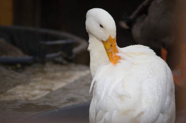 Ördekler, kuğular ya da moruklar gibi vahşi kuşların fotoğraf koleksiyonu..