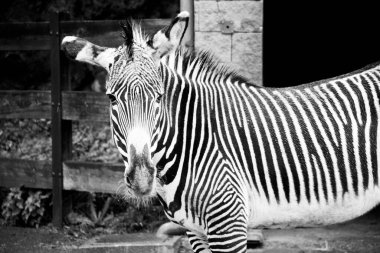 Geçimlerinde vahşi zebraların fotoğraflarının toplanması. Davullar, ışıklar ve gölgeler..
