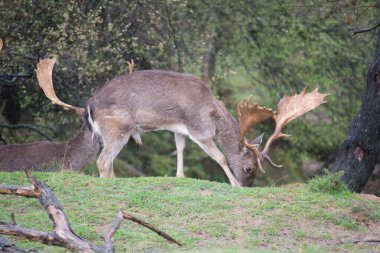 Geçimlerinde vahşi zebraların fotoğraflarının toplanması. Davullar, ışıklar ve gölgeler..