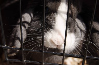 Işık ve gölge oyunları, dokular ve renkler içeren tavşan fotoğrafları koleksiyonu.