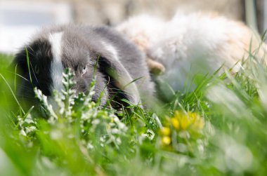 Işık ve gölge oyunları, dokular ve renkler içeren tavşan fotoğrafları koleksiyonu.