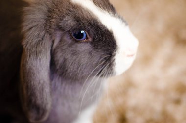 Işık ve gölge oyunları, dokular ve renkler içeren tavşan fotoğrafları koleksiyonu.