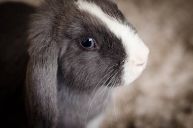 Işık ve gölge oyunları, dokular ve renkler içeren tavşan fotoğrafları koleksiyonu.