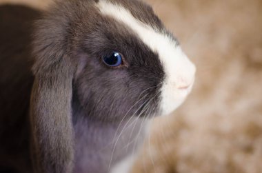 Işık ve gölge oyunları, dokular ve renkler içeren tavşan fotoğrafları koleksiyonu.