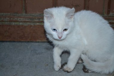 Farklı renkli gözleri olan beyaz bir kedi. Mavi göz ve yeşil göz.