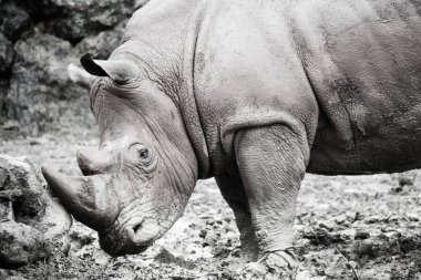 Vahşi gergedan fotoğrafları koleksiyonu. Çamur göletindeki gergedanlar. Koleksiyonda ışık kümelerini ve tanımlanmış dokuları görebilirsiniz..