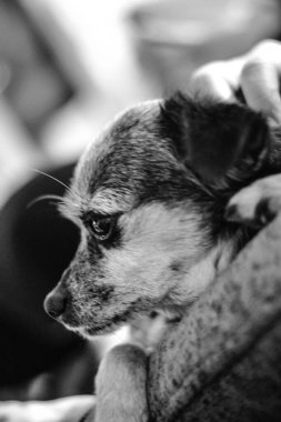 Siyah saçlı bir köpek yavrusu. Onlarda gözlerini tedavi eden bir veteriner görebilirsiniz..