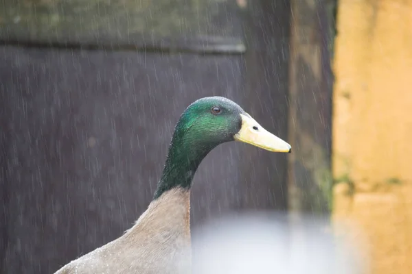 Insamling Fotografier Vilda Fåglar Som Ankor Svanar Eller Gäss — Stockfoto