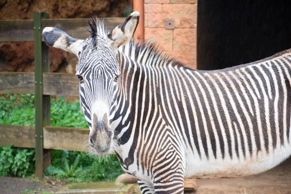 Geçimlerinde vahşi zebraların fotoğraflarının toplanması. Davullar, ışıklar ve gölgeler..