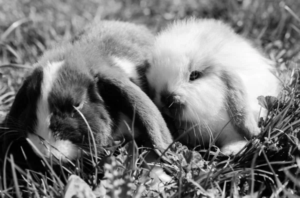 Collection Photographs Rabbits Has Games Light Shadow Textures Colors — Stock Photo, Image