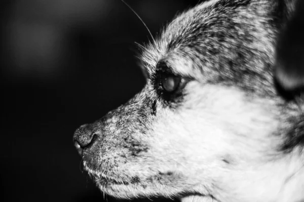 Siyah saçlı bir köpek yavrusu. Onlarda gözlerini tedavi eden bir veteriner görebilirsiniz..
