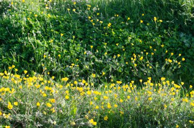 Baharda açan sarı yabani çiçeklerin manzarası.