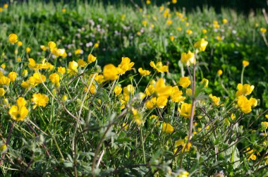 Baharda açan sarı yabani çiçeklerin manzarası.