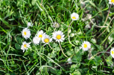 İlkbaharda açan papatya manzaraları.