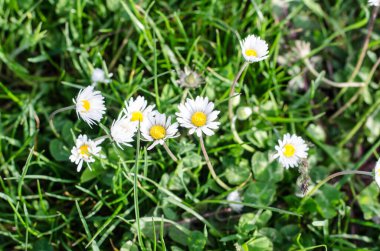 İlkbaharda açan papatya manzaraları.
