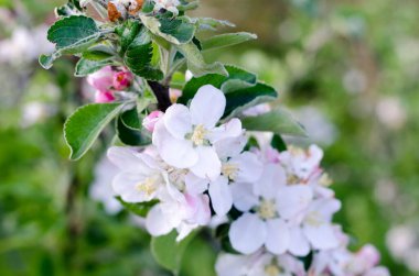 İlkbaharda kiraz çiçekleri sahneleri.