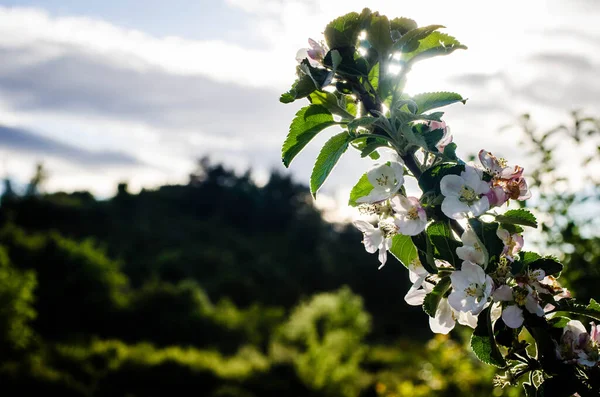 Σκηνές Από Άνθη Κερασιάς Την Άνοιξη — Φωτογραφία Αρχείου