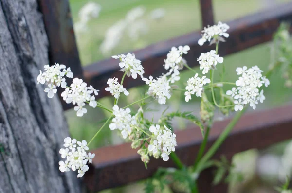 Scènes Fleurs Cerisier Printemps — Photo